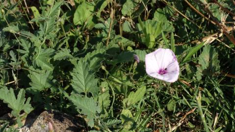 Fotografia da espécie Convolvulus althaeoides