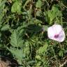 Fotografia 7 da espécie Convolvulus althaeoides do Jardim Botânico UTAD