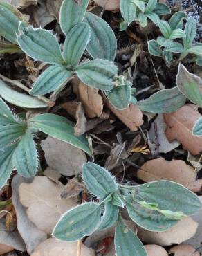 Fotografia 9 da espécie Xolantha tuberaria no Jardim Botânico UTAD