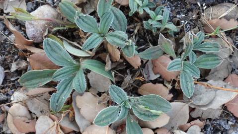 Fotografia da espécie Xolantha tuberaria