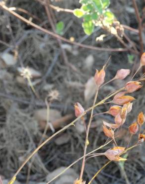 Fotografia 10 da espécie Xolantha tuberaria no Jardim Botânico UTAD