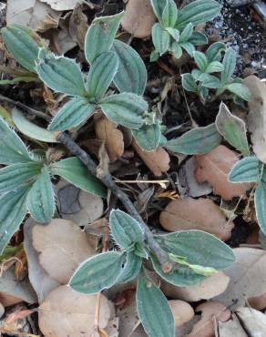 Fotografia 11 da espécie Xolantha tuberaria no Jardim Botânico UTAD