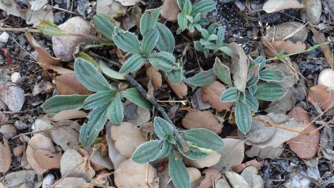 Fotografia da espécie Xolantha tuberaria