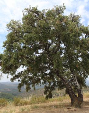 Fotografia 13 da espécie Quercus rotundifolia no Jardim Botânico UTAD