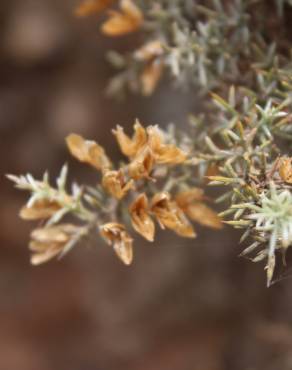 Fotografia 1 da espécie Ulex argenteus subesp. argenteus no Jardim Botânico UTAD