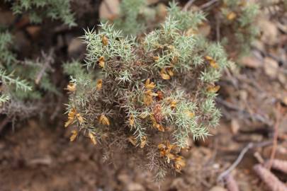 Fotografia da espécie Ulex argenteus subesp. argenteus