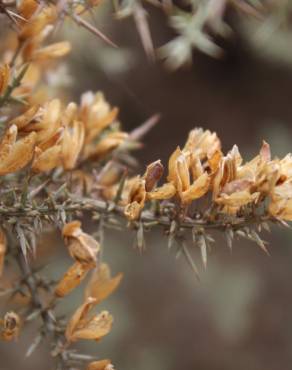 Fotografia 3 da espécie Ulex argenteus subesp. argenteus no Jardim Botânico UTAD