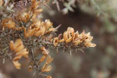 Fotografia da espécie Ulex argenteus subesp. argenteus