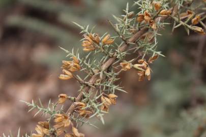 Fotografia da espécie Ulex argenteus subesp. argenteus