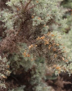 Fotografia 5 da espécie Ulex argenteus subesp. argenteus no Jardim Botânico UTAD