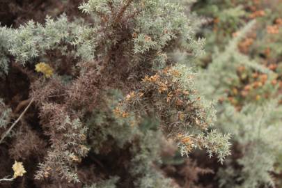 Fotografia da espécie Ulex argenteus subesp. argenteus