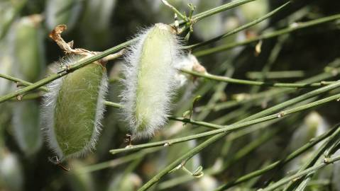 Fotografia da espécie Cytisus striatus