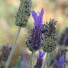 Fotografia 10 da espécie Lavandula pedunculata do Jardim Botânico UTAD