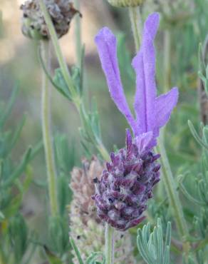 Fotografia 11 da espécie Lavandula pedunculata no Jardim Botânico UTAD