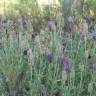 Fotografia 12 da espécie Lavandula pedunculata do Jardim Botânico UTAD