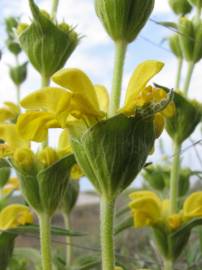 Fotografia da espécie Phlomis lychnitis