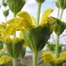 Fotografia 11 da espécie Phlomis lychnitis do Jardim Botânico UTAD