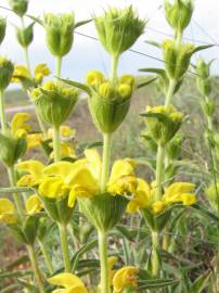 Fotografia da espécie Phlomis lychnitis