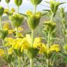 Fotografia 12 da espécie Phlomis lychnitis do Jardim Botânico UTAD