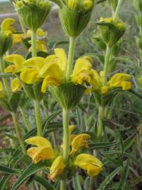 Fotografia da espécie Phlomis lychnitis