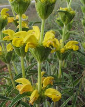 Fotografia 13 da espécie Phlomis lychnitis no Jardim Botânico UTAD