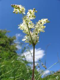 Fotografia da espécie Filipendula vulgaris