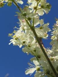 Fotografia da espécie Filipendula vulgaris