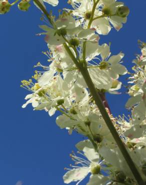 Fotografia 14 da espécie Filipendula vulgaris no Jardim Botânico UTAD