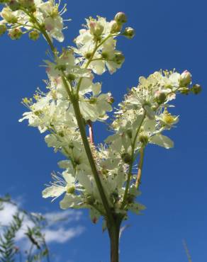 Fotografia 15 da espécie Filipendula vulgaris no Jardim Botânico UTAD