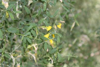 Fotografia da espécie Genista florida