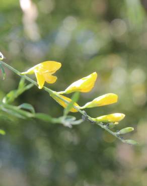 Fotografia 9 da espécie Genista florida no Jardim Botânico UTAD