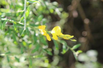 Fotografia da espécie Genista florida