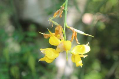 Fotografia da espécie Coronilla glauca