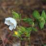 Fotografia 5 da espécie Cistus psilosepalus do Jardim Botânico UTAD