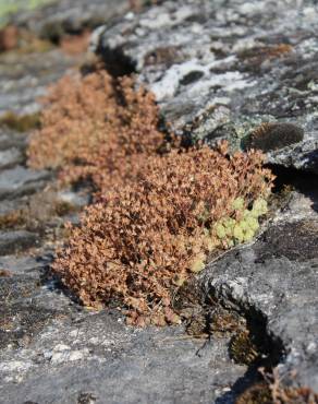 Fotografia 7 da espécie Sedum arenarium no Jardim Botânico UTAD