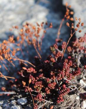 Fotografia 15 da espécie Sedum brevifolium no Jardim Botânico UTAD