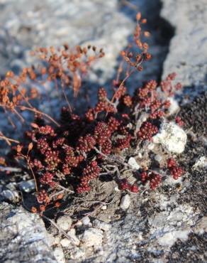 Fotografia 16 da espécie Sedum brevifolium no Jardim Botânico UTAD