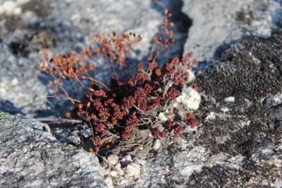 Fotografia da espécie Sedum brevifolium