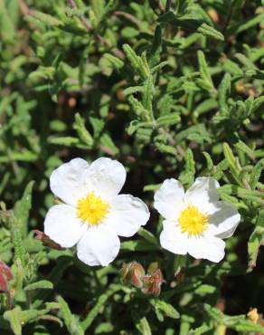 Fotografia 7 da espécie Cistus psilosepalus no Jardim Botânico UTAD