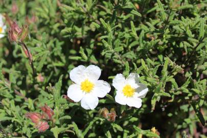 Fotografia da espécie Cistus psilosepalus