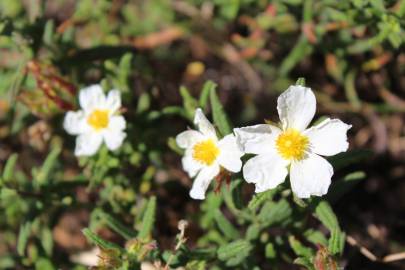 Fotografia da espécie Cistus psilosepalus