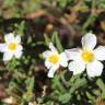 Fotografia 9 da espécie Cistus psilosepalus do Jardim Botânico UTAD