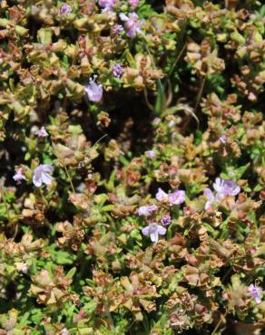 Fotografia 13 da espécie Thymus caespititius no Jardim Botânico UTAD