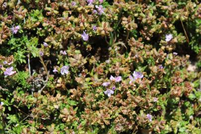 Fotografia da espécie Thymus caespititius