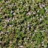 Fotografia 14 da espécie Thymus caespititius do Jardim Botânico UTAD