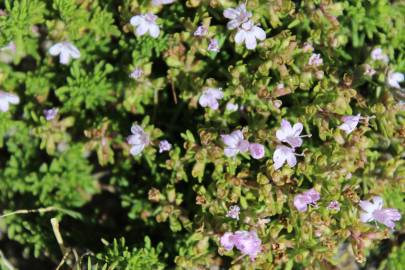 Fotografia da espécie Thymus caespititius