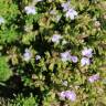 Fotografia 15 da espécie Thymus caespititius do Jardim Botânico UTAD