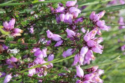 Fotografia da espécie Erica cinerea