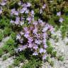 Fotografia 16 da espécie Thymus caespititius do Jardim Botânico UTAD