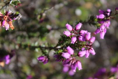 Fotografia da espécie Erica cinerea